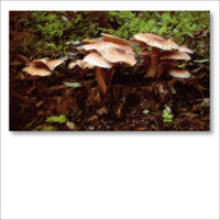 FUNGHI-IMAGES-A-1-2.jpg